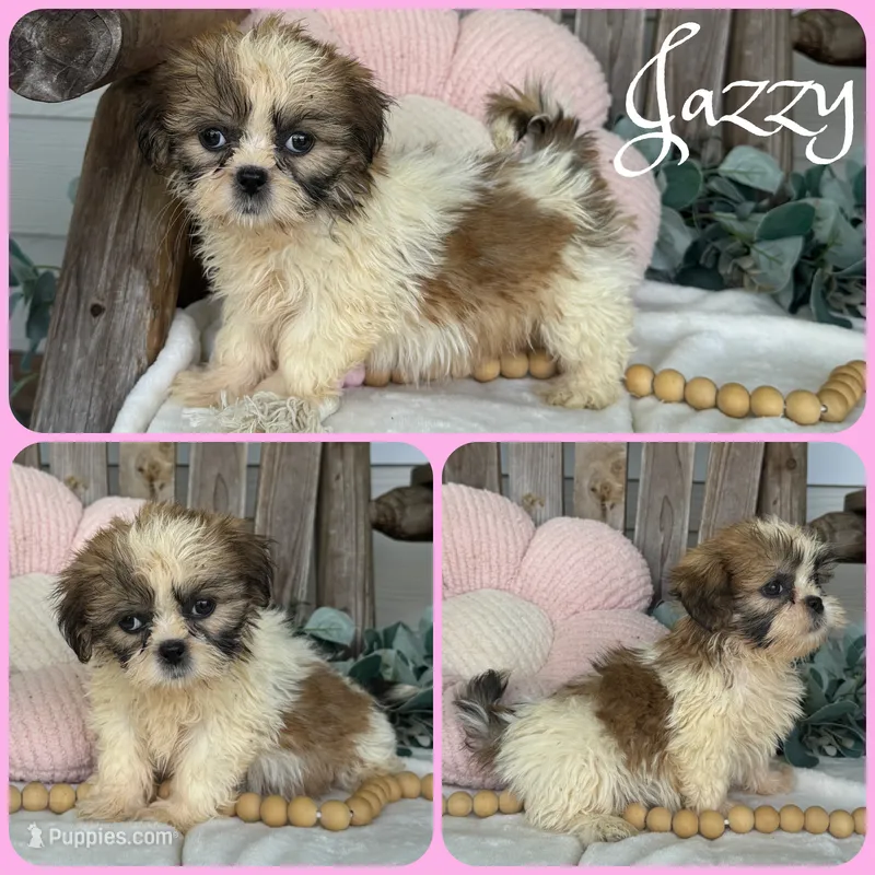 Jazzy – Shih Tzu puppy for sale in Jacksonville, FL