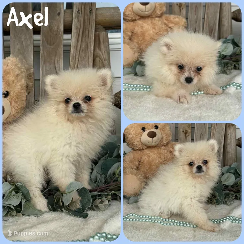 Axel – Pomeranian puppy for sale in Jacksonville, FL