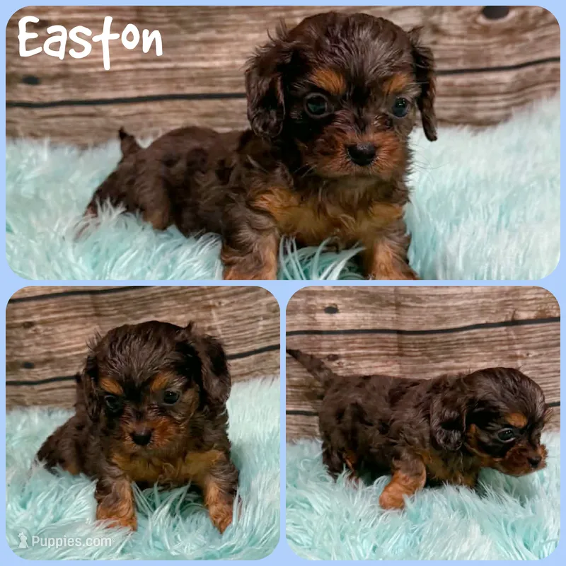 Easton – Cavapoo puppy for sale in Jacksonville, FL