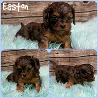 Easton, a male Cavapoo for sale in Jacksonville, FL – 1 of 1