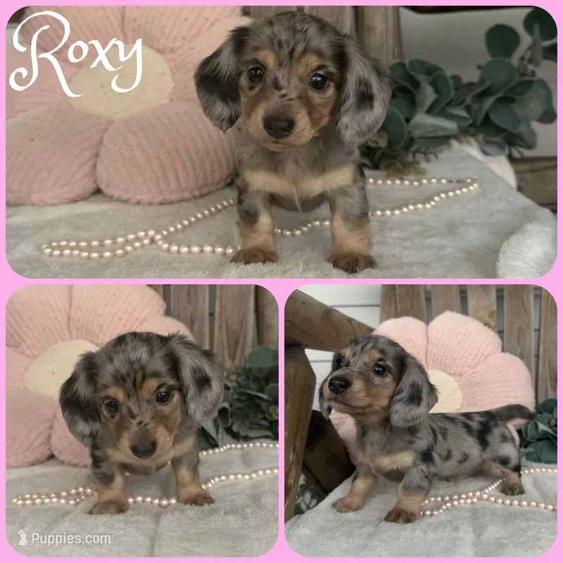 Roxy – Miniature Dachshund puppy for sale in Jacksonville, FL