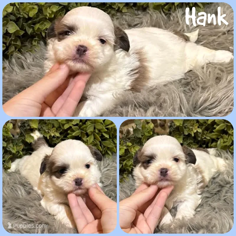 Hank – Shih Tzu puppy for sale in Jacksonville, FL