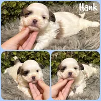 Hank, a male Shih Tzu for sale in Jacksonville, FL – 1 of 1