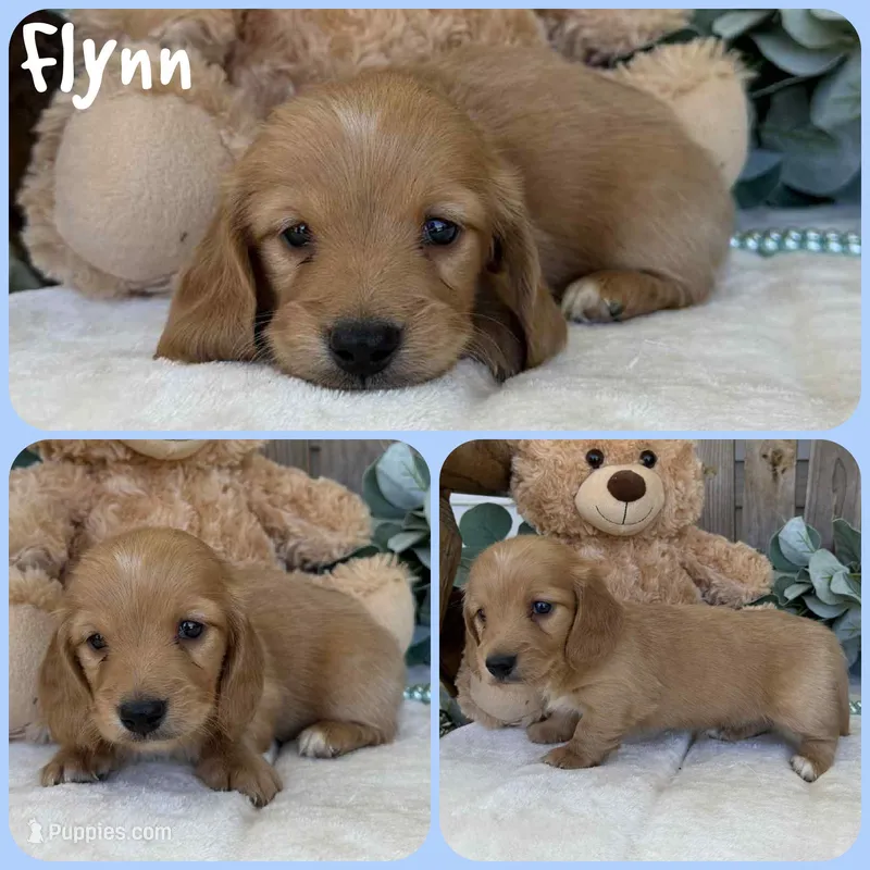 Flynn – Miniature Dachshund puppy for sale in Jacksonville, FL