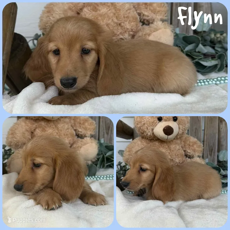 Flynn – Miniature Dachshund puppy for sale in Jacksonville, FL