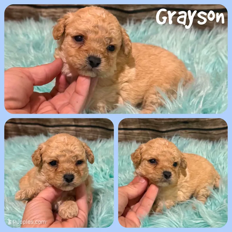 Grayson – Poodle - Toy  puppy for sale in Jacksonville, FL