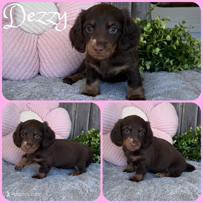 Dezzy – Miniature Dachshund puppy for sale in Jacksonville, FL