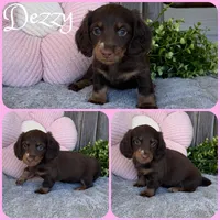 Dezzy, a female Miniature Dachshund for sale in Jacksonville, FL – 1 of 1