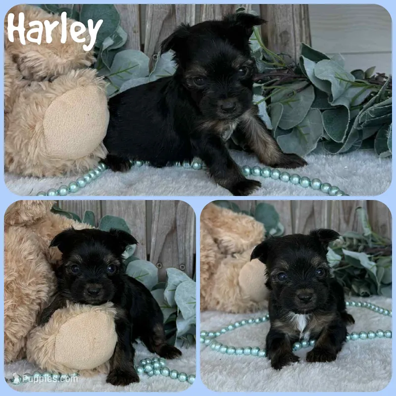 Harley – Yorkshire Terrier puppy for sale in Jacksonville, FL