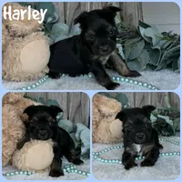 Harley, a male Yorkshire Terrier for sale in Jacksonville, FL – 1 of 1