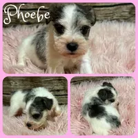 Phoebe, a female Miniature Schnauzer for sale in Jacksonville, FL – 1 of 1