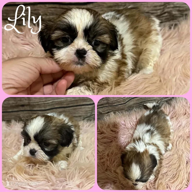 Lilly – Shih Tzu puppy for sale in Jacksonville, FL