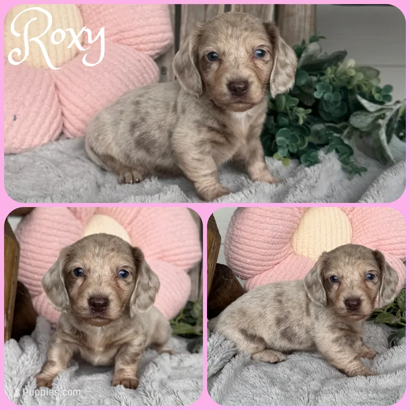 Roxy – Miniature Dachshund puppy for sale in Jacksonville, FL