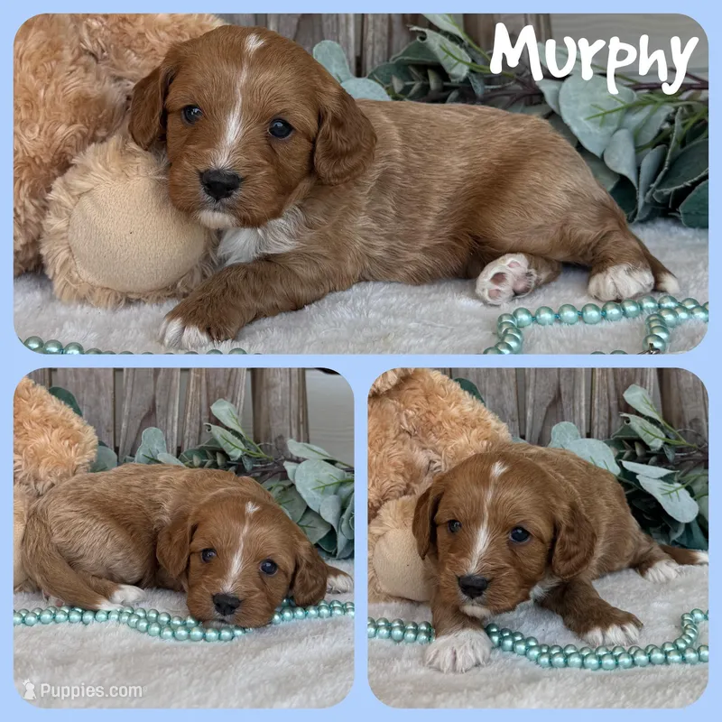 Murphy – Cavapoo puppy for sale in Jacksonville, FL