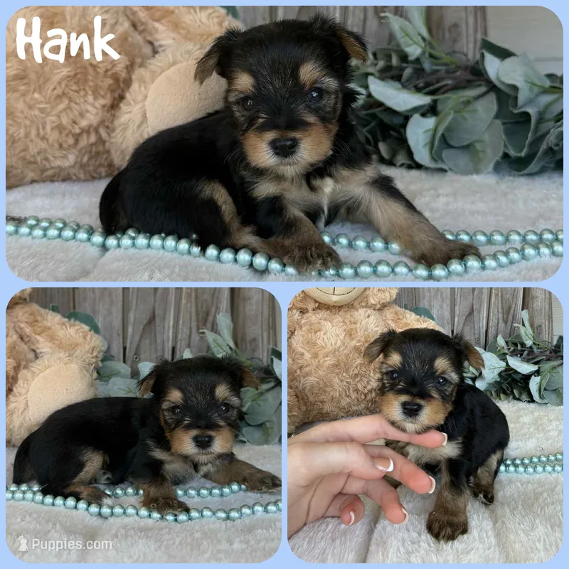 Hank – Yorkshire Terrier puppy for sale in Jacksonville, FL