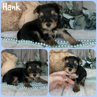 Hank, a male Yorkshire Terrier for sale in Jacksonville, FL – 1 of 1