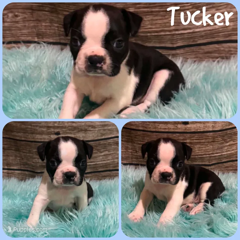 Tucker – Boston Terrier puppy for sale in Jacksonville, FL