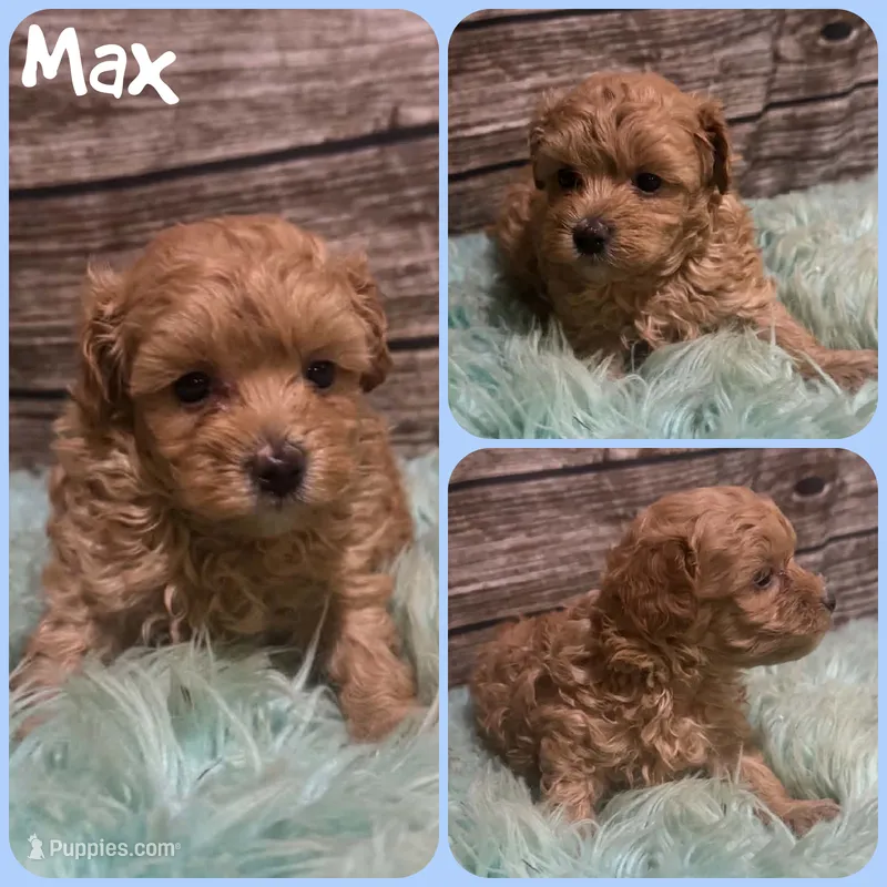 Max – Maltipoo puppy for sale in Jacksonville, FL