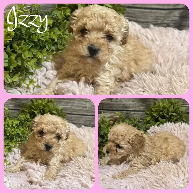 Izzy – Poodle - Toy  puppy for sale in Jacksonville, FL