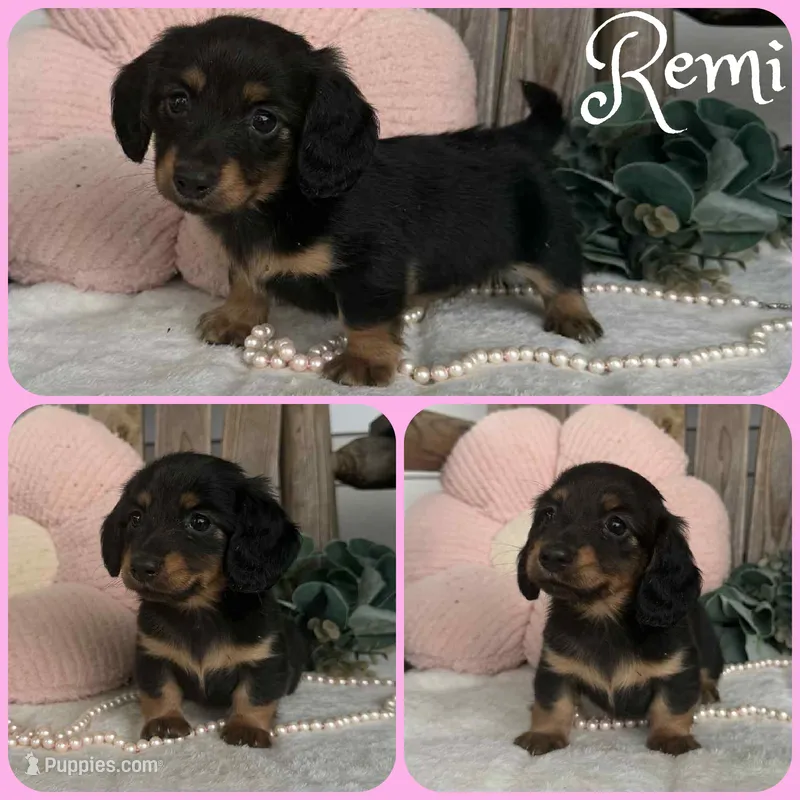 Remi – Miniature Dachshund puppy for sale in Jacksonville, FL