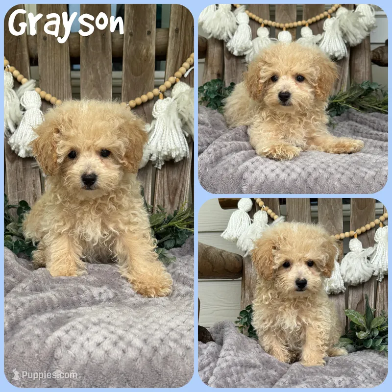 Grayson – Poodle - Toy  puppy for sale in Jacksonville, FL