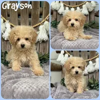 Grayson, a male Poodle - Toy  for sale in Jacksonville, FL – 1 of 1
