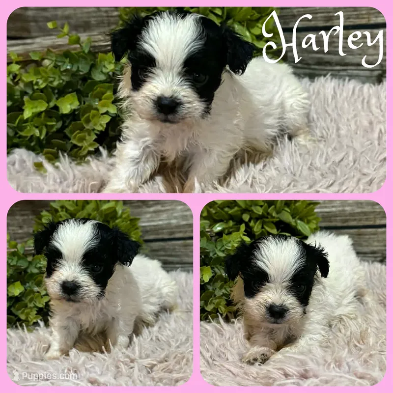 Harley