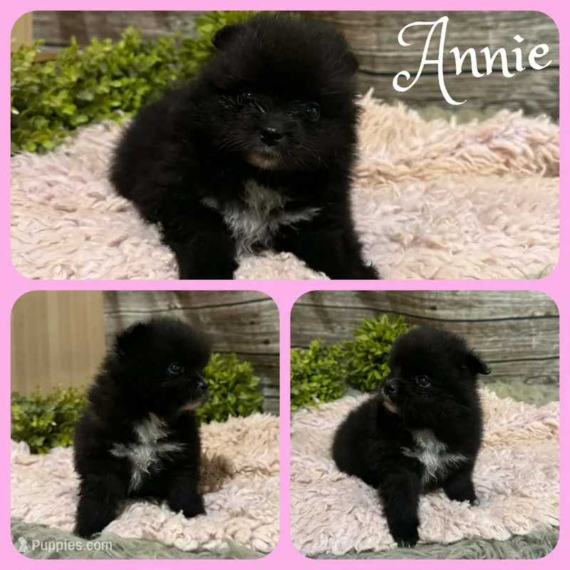 Annie, a female Pomeranian for sale in Jacksonville, FL – Photo 1 of 1