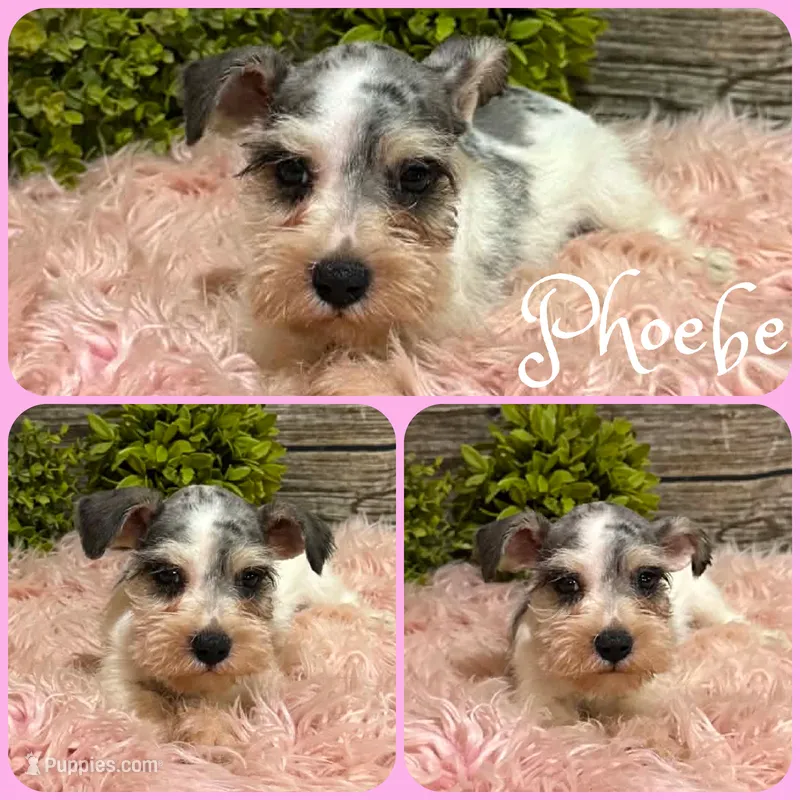 Phoebe – Miniature Schnauzer puppy for sale in Jacksonville, FL