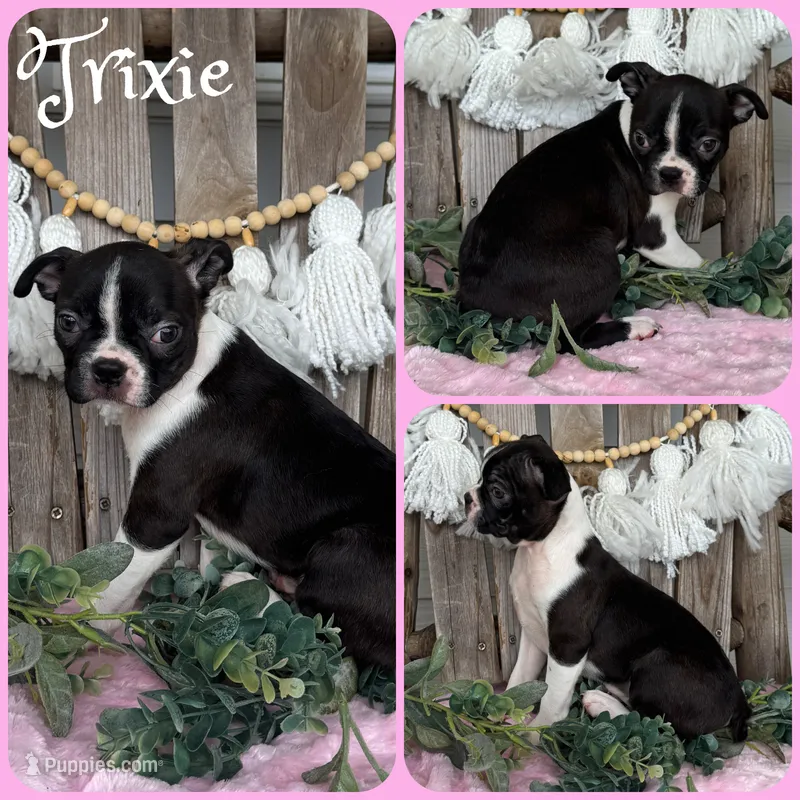 Trixie – Boston Terrier puppy for sale in Jacksonville, FL