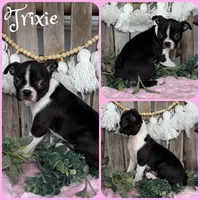 Trixie, a female Boston Terrier for sale in Jacksonville, FL – 1 of 1