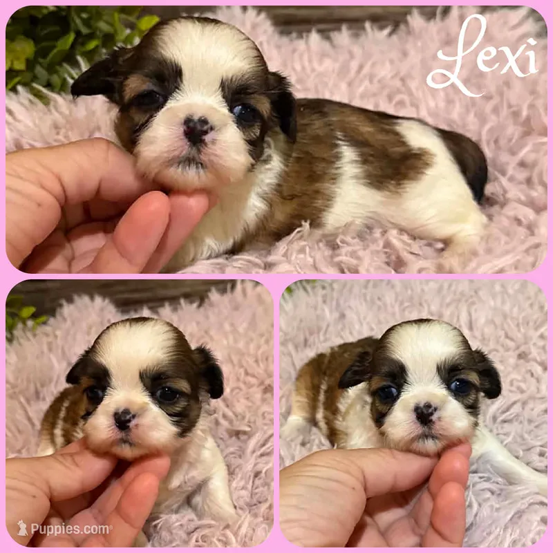 Lexi – Shih Tzu puppy for sale in Jacksonville, FL