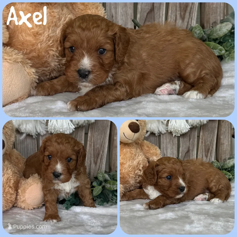 Axel – Cavapoo puppy for sale in Jacksonville, FL