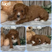Axel, a male Cavapoo for sale in Jacksonville, FL – 1 of 1