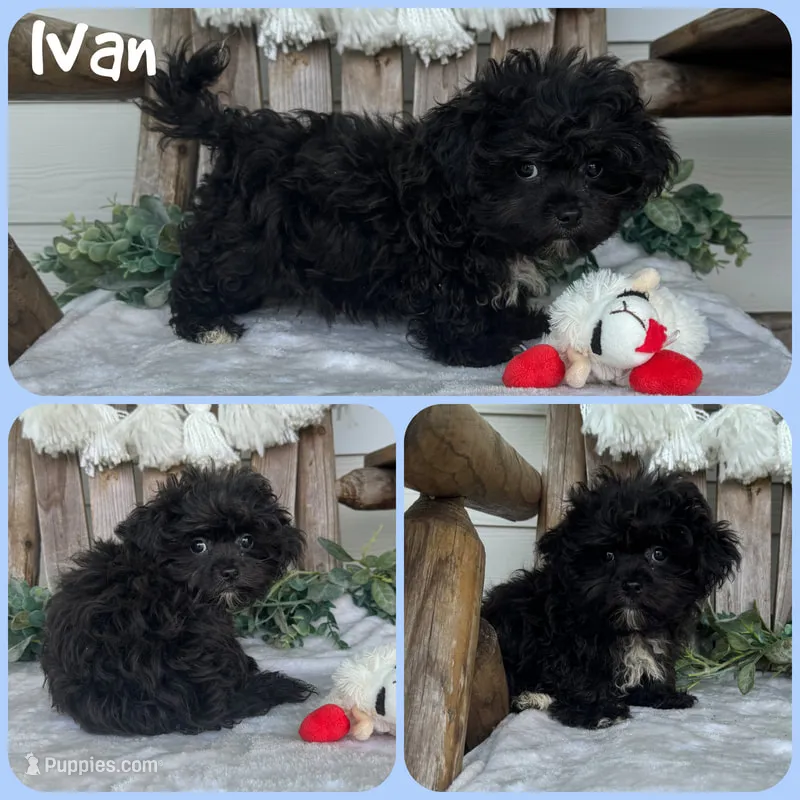 Ivan – Shihpoo puppy for sale in Jacksonville, FL
