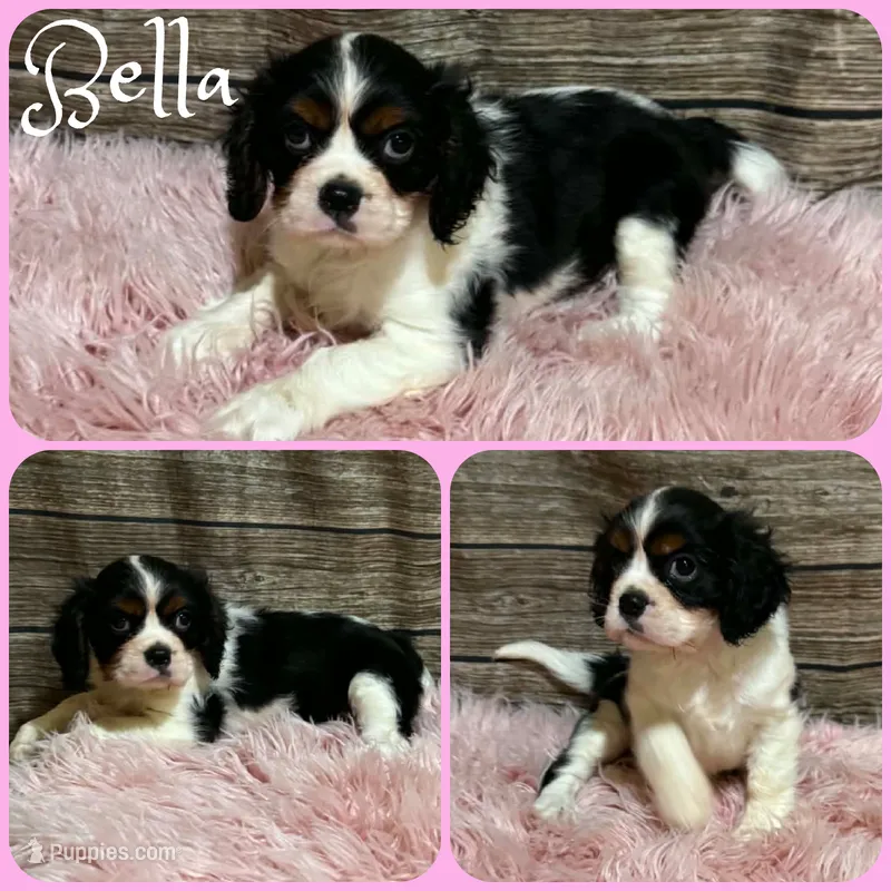 Bella – Cavalier King Charles Spaniel puppy for sale in Jacksonville, FL
