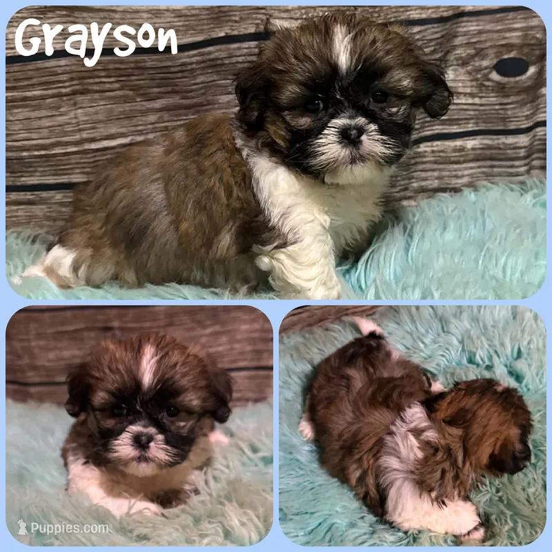 Grayson – Shih Tzu puppy for sale in Jacksonville, FL