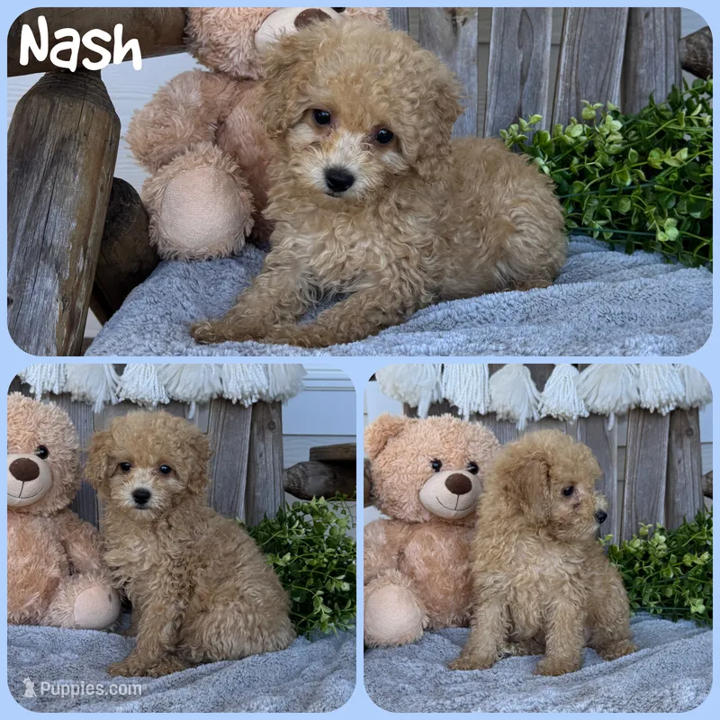 Nash – Poodle - Toy  puppy for sale in Jacksonville, FL