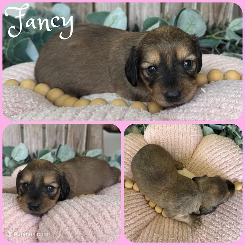 Fancy – Miniature Dachshund puppy for sale in Jacksonville, FL