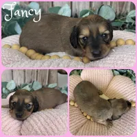 Fancy, a female Miniature Dachshund for sale in Jacksonville, FL – 1 of 1