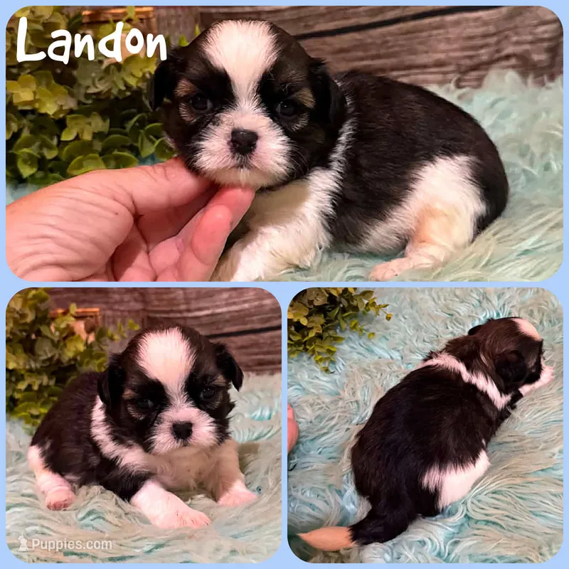 Landon – Shih Tzu puppy for sale in Jacksonville, FL