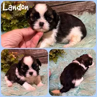 Landon, a male Shih Tzu for sale in Jacksonville, FL – 1 of 1