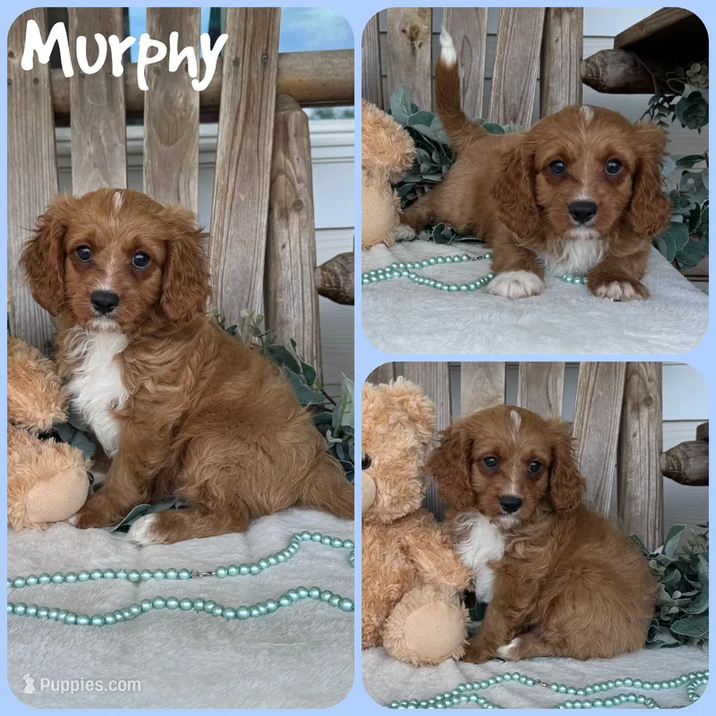 Murphy – Cavapoo puppy for sale in Jacksonville, FL