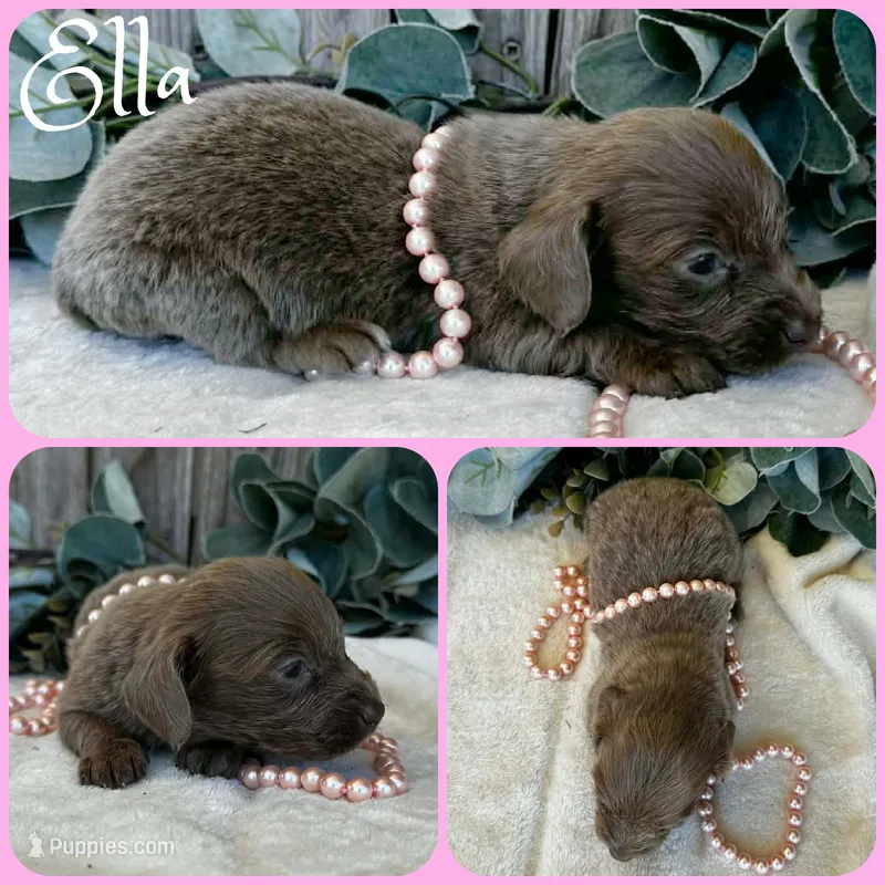 Ella, a female Miniature Dachshund for sale in Jacksonville, FL – Photo 1 of 1