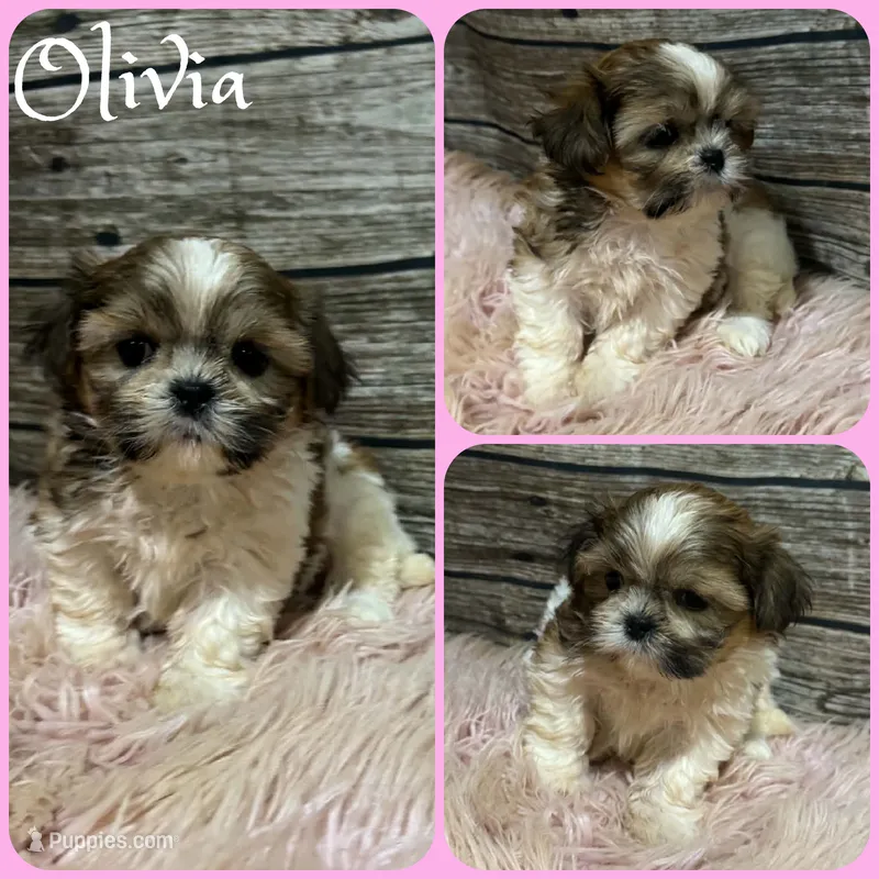 Olivia – Shih Tzu puppy for sale in Jacksonville, FL