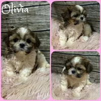 Olivia, a female Shih Tzu for sale in Jacksonville, FL – 1 of 1