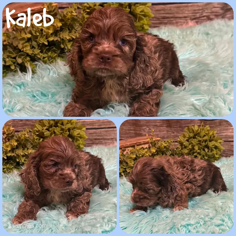 Kaleb – Cocker Spaniel puppy for sale in Jacksonville, FL