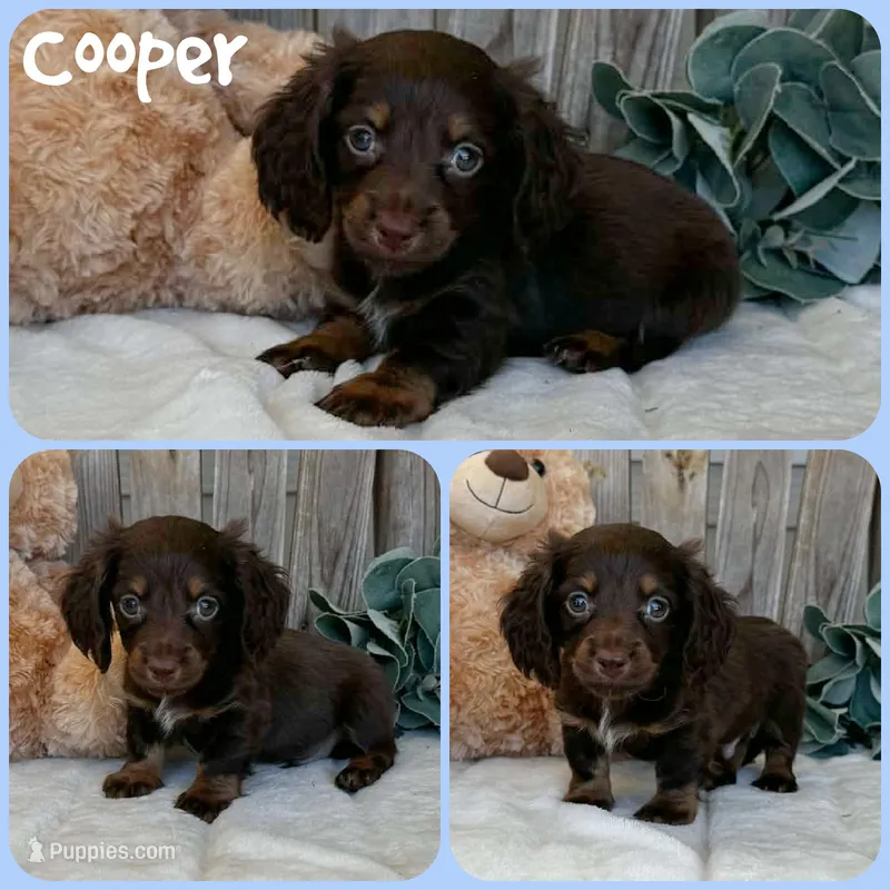 Cooper