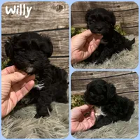 Willy, a male Shihpoo for sale in Jacksonville, FL – 1 of 1
