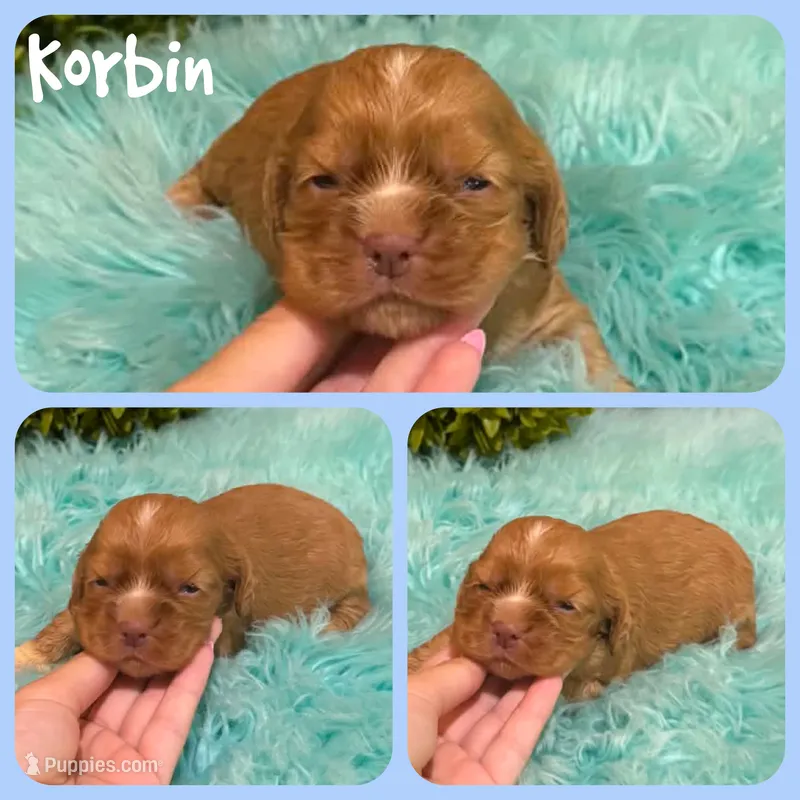 Korbin – Cocker Spaniel puppy for sale in Jacksonville, FL
